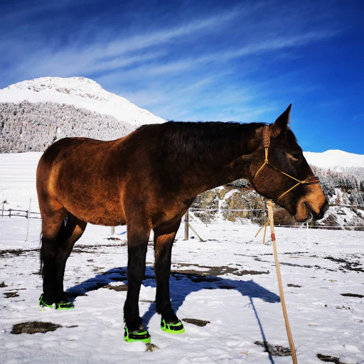 Swiss Galoppers Hufschuhe SG-X im Schnee